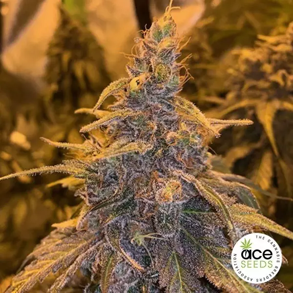 View Haze de Hashplant x Kali China - GB The Green Brand