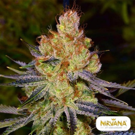 Comprar California Orange Bud de Nirvana - GB