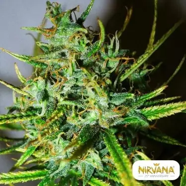 Comprar Top 44 de Nirvana Seeds - GB The Green Brand