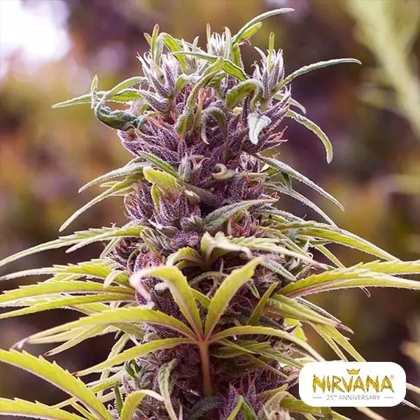 View Durban Poison de Nirvana Sementes - GB The Green Brand