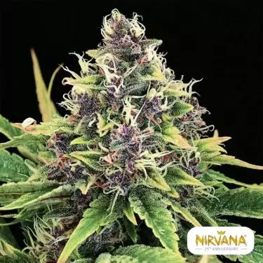 Hindu Kush Marijuana Plant