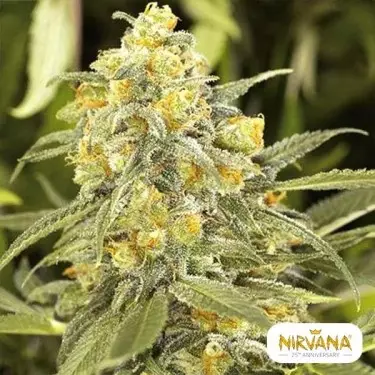 Comprar Crack Verde de Sementes Nirvana - GB The Green Brand