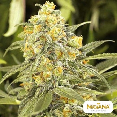 Comprar Green Crack de Nirvana Seeds - Grow Barato