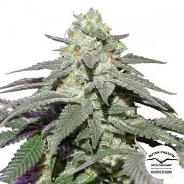 Auto Skywalker Haze Marijuana Plant