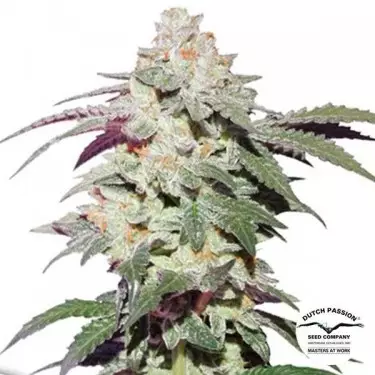 Comprar Skywalker Haze Dutch Passion - GB