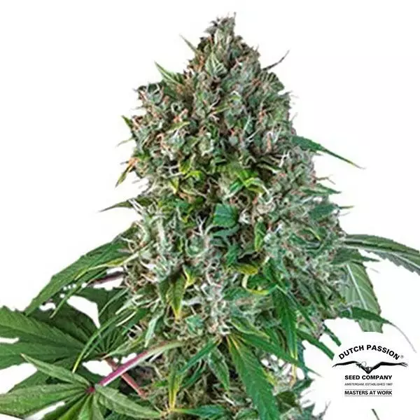 View Comprar Karel’s Herer Haze Super Sativa Seed Club - GB
