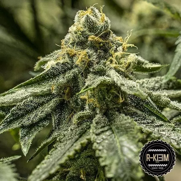 View 2y2 Marijuana Plant