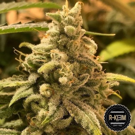 Comprar DeadCheese de R-Kiem Seeds - Grow Barato