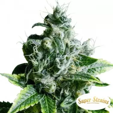 Comprar Eden CBD de Super Strains - Grow Barato