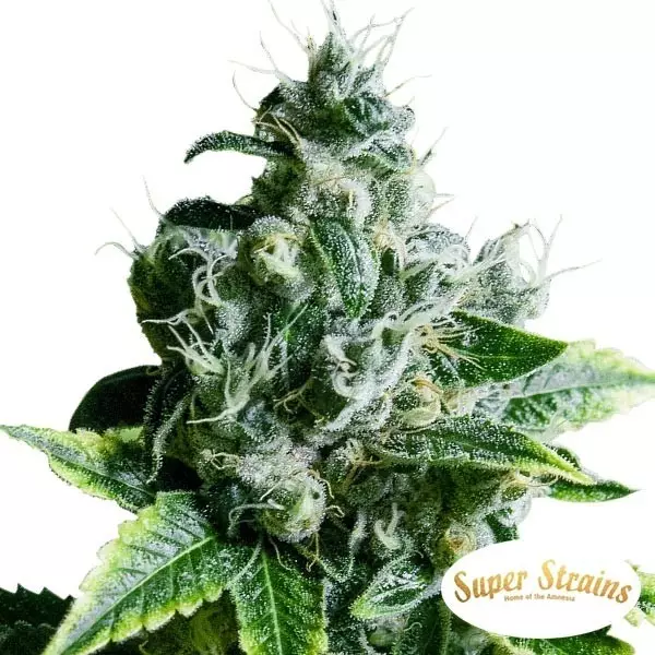 Comprar Eden CBD de Super Strains - Grow Barato