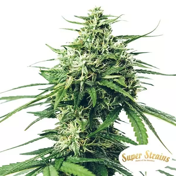View Comprar Saga CBD de Super Strains - Grow Barato