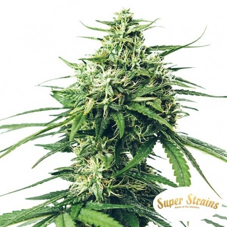 Comprar Saga CBD de Super Strains - Grow Barato