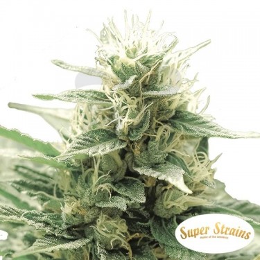 Agartha CBD Marijuana Plant