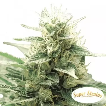 Comprar Agartha CBD de Super Strains - Grow Barato