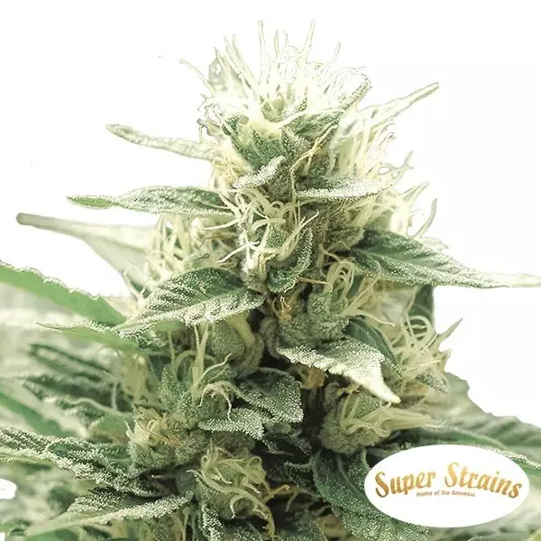 Comprar Agartha CBD de Super Strains - Grow Barato