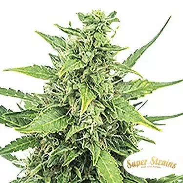 Comprar Hermana de la Noche Super Strains - GB