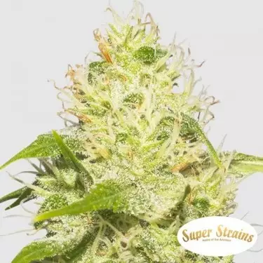 Comprar La Jefa Super Strains - GB The Green Brand