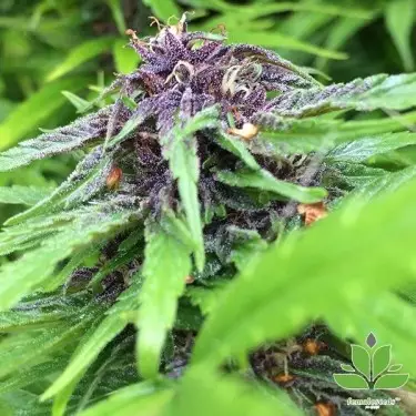 Comprar Purple Maroc da Female Seeds - GB