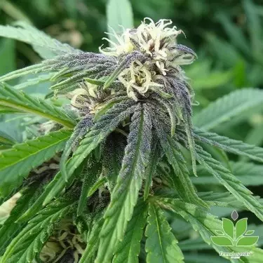 Comprar Easy Sativa Sementes Femininas - GB A Marca Verde