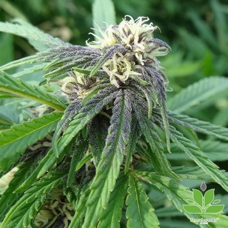 Comprar Easy Sativa Female Seeds - GB The Green Brand