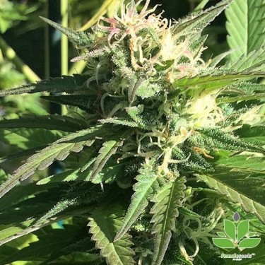 Comprar Outdoor Grapefruit Female Seeds - Grow Barato