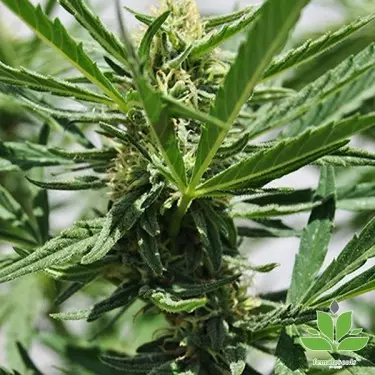 Comprar Critical Sour de Female Seeds - Grow Barato