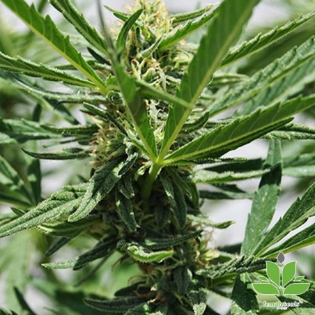 Comprar Critical Sour de Female Seeds - Grow Barato