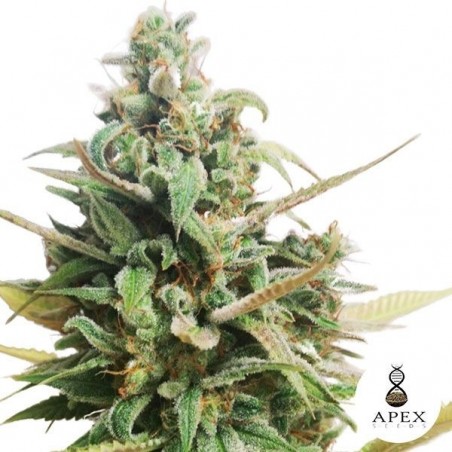 Choco Muffin Apex Seeds Semilla feminizada - Grow Barato