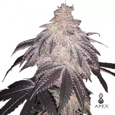 White Runtz Apex Seeds Semilla feminizada - Grow Barato