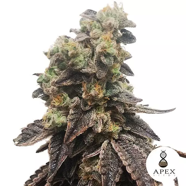 View Wedding Crasher Apex Seeds Semilla feminizada - Grow Barato