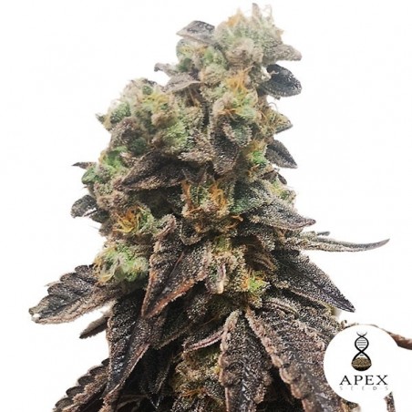 Wedding Crasher Apex Seeds Semilla feminizada - Grow Barato