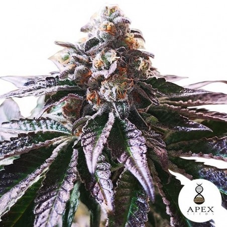 Magic Cookies Sorbet Apex Seeds Feminizada - Grow Barato