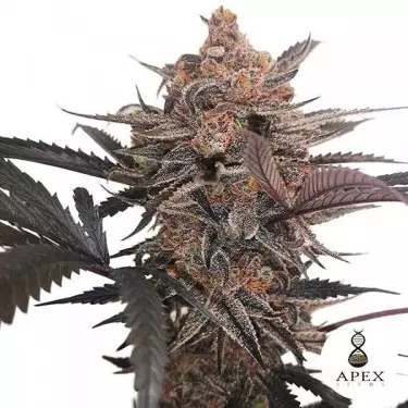 X-Med CBD Plus Marijuana Plant