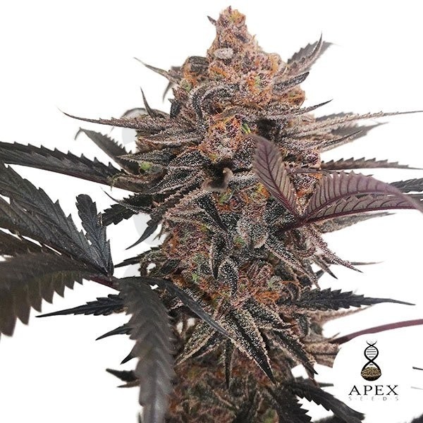 Plante de cannabis X-Med CBD Plus