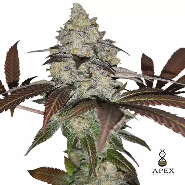View Auto Sorbet Apex Seeds Autofloreciente - Grow Barato