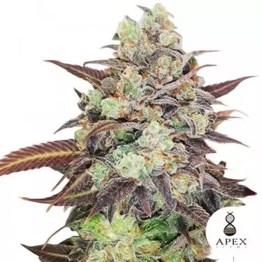 Auto Wedding Crasher del banco Apex Seeds - Grow Barato