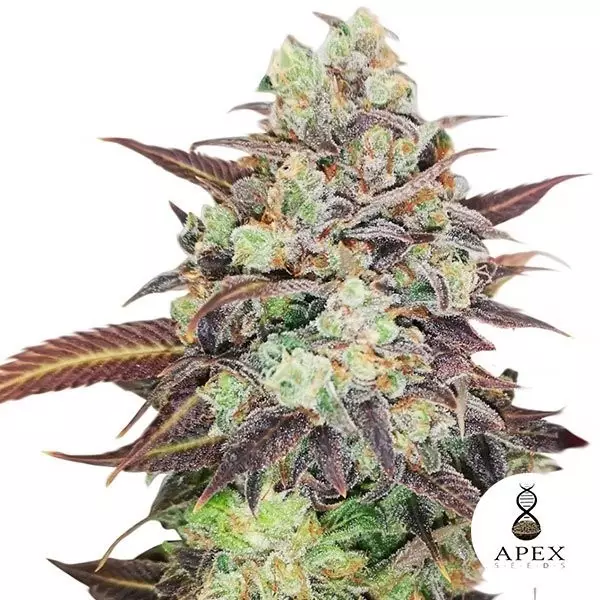 View Auto casamento Crasher Banco Apex Seeds - GB The Green Brand