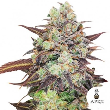 Auto Wedding Crasher del banco Apex Seeds - Grow Barato