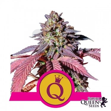 Plante de cannabis Purple Queen