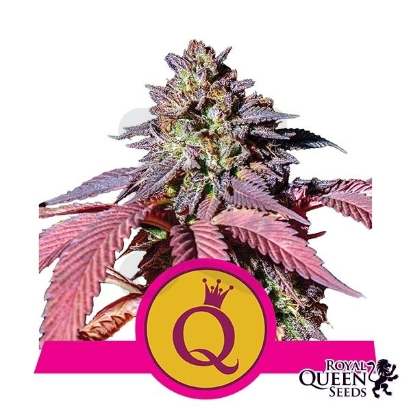  Purple Queen 