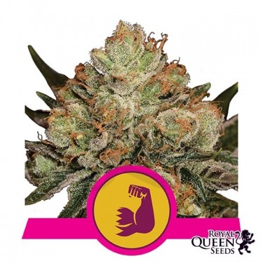 Hulkberry Cannabis Plant