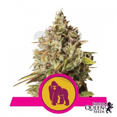 Royal Gorilla Cannabis Plant