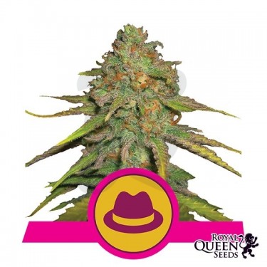 O.G Kush Cannabis Plant
