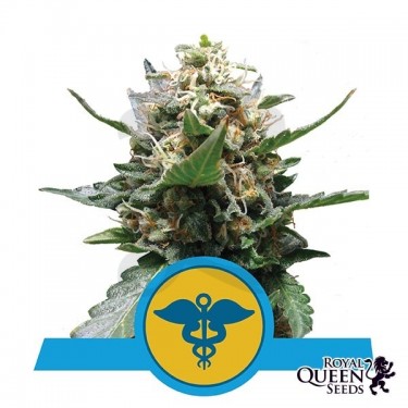Royal Medic Cannabis Plant
