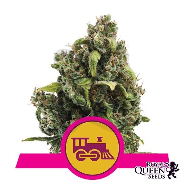 Candy Kush Fast Flowering cannabis plant