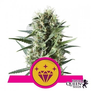 Special Kush 1 cannabis plant