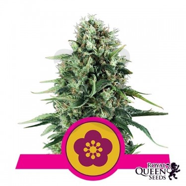 Power Flower cannabis plant