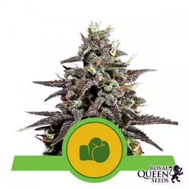 Comprar Purple Punch Automatic Royal Queen Seeds - GB