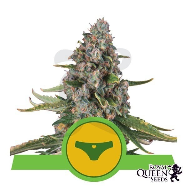 Sherbet Queen Automatic Marijuana Plant