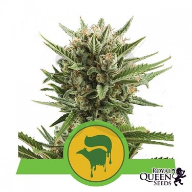 Sweet Skunk Automatic Cannabis Plant
